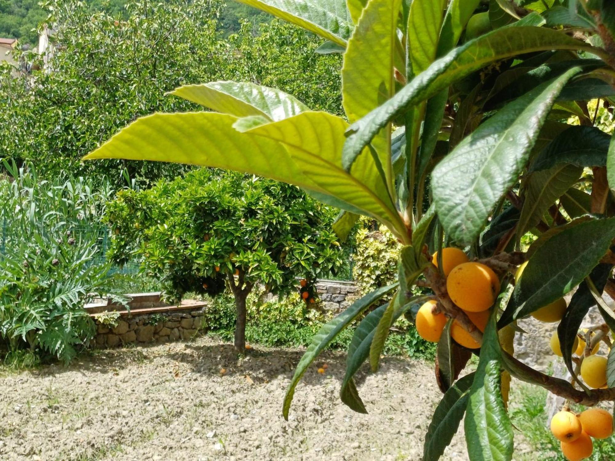 Country House B&B Antica Dimora Del Sole Camerota Eksteriør billede